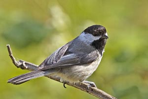 black-capped chickadee